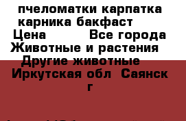 пчеломатки карпатка карника бакфаст F-1 › Цена ­ 800 - Все города Животные и растения » Другие животные   . Иркутская обл.,Саянск г.